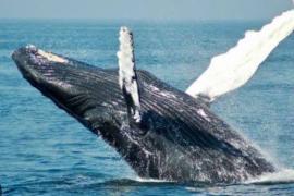 Amazing feat of GEC students, created satellite system to track whales, will be identified through live images and data cg hindi news big news latest News khabargali 