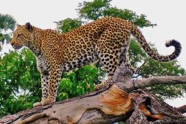 Parents fought with a leopard to save the life of their 7-year-old daughter; the leopard had attacked the girl while hunting Chhattisgarh news latest news cg hindi news khabargali 