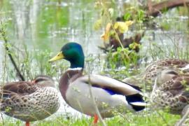 Exotic Mallard bird spotted in Raipur, Chhattisgarh becomes new destination for migratory birds hindi News latest News khabargali 