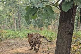 The roar of tigers will increase in Chhattisgarh. Six tigers will arrive from Madhya Pradesh, preparations are in the final stages. Chhattisgarh news hindi News big news khabargali 