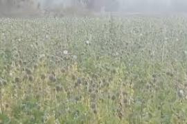  Illegal opium cultivation exposed in Balrampur, crop spread over two acres hindi news latest news khabargali 