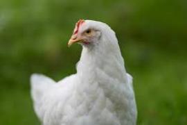 Bird flu confirmed in Bilaspur, alert issued in 10 km area, test report confirms infection bilaspur chhattisgarh hindi news latest news khabargali 