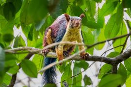 Rare giant Indian squirrel spotted in Devpur forest of Barnawapara, a major success in biodiversity conservation efforts raipur chhattisgarh hindi news khabargali 