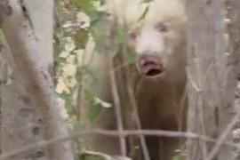 Rare white albino bear spotted in forest, villagers panic hindi NEws chhattisgarh khabargali 