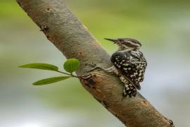 India's smallest woodpecker spotted during jungle safari; biodiversity gains new recognition. raipur chhattisgarh hindi news khabargali 