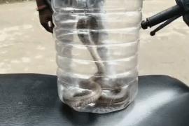 Young man bitten by a cobra; doctors said, "Bring the snake first, then we'll treat you." korba hindi news chhattisgarh news khabargali 