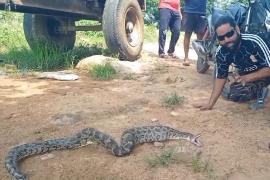  10-foot python enters poultry coop, devours 8 chickens; chaos ensues. Hindi news latest news kanker news khabargali 