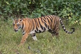  Tiger population set to rise in Achanakmar Tiger Reserve; three tigresses to arrive from Bandhavgarh. raipur hindi news khabargali 