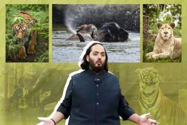 Ambani to treat injured wildlife at jungle safari MoU to be signed with Vantara in Jamnagar Gujarat latest News hindi News khabargali 