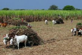 Major boon for sugarcane farmers in Chhattisgar price raised by 70 to 425 per quintal latest news hindi news khabargali 