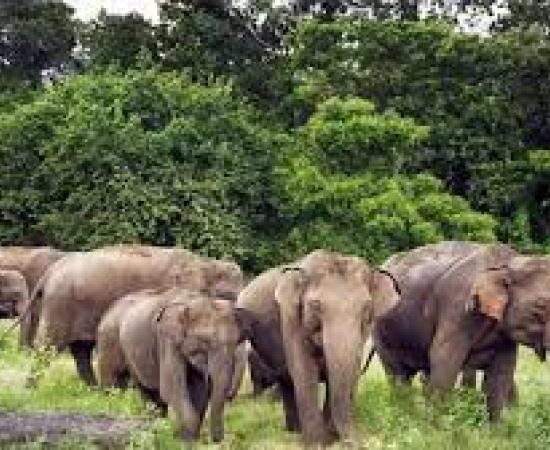 Elephants wreak havoc in Jharkhand, trampling three people to death hindi news latest news khabargali 