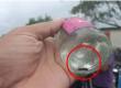   Insect found in liquor bottle, huge uproar, people continue selling adulterated liquor with insects in it  korba news bignews hindinews latestnews khabargali 