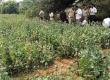  Opium cultivation busted, drug trade was going on under the guise of watermelon and cucumber. hindi news raigarh chhattisgarh khabargali 