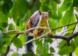  Rare giant Indian squirrel spotted in Devpur forest of Barnawapara, a major success in biodiversity conservation efforts raipur chhattisgarh hindi news khabargali 