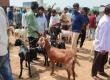 Bakrid alert: Ban on open-air sacrifice, action to be taken against DJs raipur chhattisgarh latest news khabargali  
