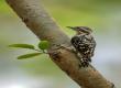 India's smallest woodpecker spotted during jungle safari; biodiversity gains new recognition. raipur chhattisgarh hindi news khabargali 