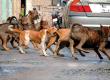 Child dies in stray dog attack in Korba; questions raised over safety measures; Municipal Corporation provides financial aid. Latest News hindi News khabargali 