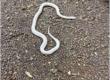 An extremely rare white krait found in Durg has been released into the wild; following its rescue, it was safely released into the forest Bhilai News khabargali 