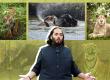 Ambani to treat injured wildlife at jungle safari MoU to be signed with Vantara in Jamnagar Gujarat latest News hindi News khabargali 