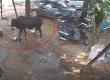 Rampage by a stray bull in Raipur: 15 people attacked; an elderly person and a child were lifted up and slammed to the ground. raipur chhattisgarh hindi news cg latest news khabargali 