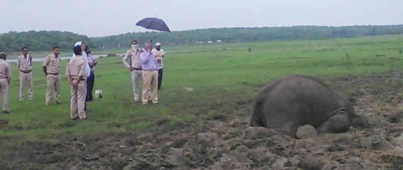 Elephant death, chhattisgarh, khabargali