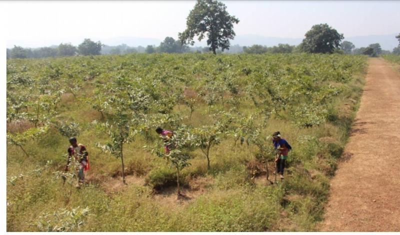 Village Industries Department, Mahatma Gandhi NREGA, District Narayanpur, Village Gotajamhari, Silk, Silk, Production, Chhattisgarh, Khabargali