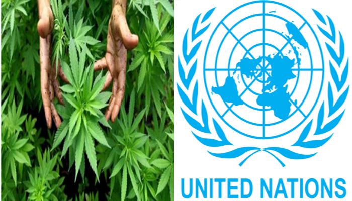 Cannabis, Shivanagari, drugs, research, UNO, World Health Organization, narcotics, cancer, khabargali