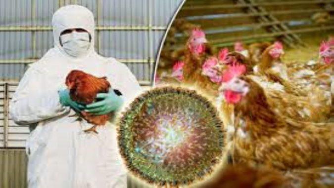 Rapid Response, Bird Flu, Raipur, Directorate of Veterinary Services Chhattisgarh, Collector Dr. S.  Bharatidasan, Veterinary Surgeon Dr. JP Dhritalhara, Dr. Shailendra Khare, Dr. Narottam Chandrakar, Dr. Ramswaroop Verma, Dr. Vishnu Prasad Yadav, Dr.  Sanjay Jain, Dr. Padam Jain, Dr. Kiran Chaudhary, Dr. Sanjay Pandey, Dr. Ravindra Kumar Dahria and Dr. Mo.  Shahid Qureshi, Khabargali