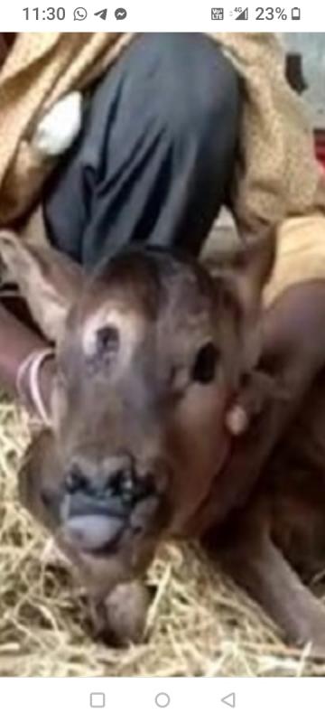 Third eye calf, the birth of the child is not a miracle but due to birth deformity, Rajnandgaon district, Khabargalidad Dinesh Mishra, President Andhashraddha Nirmulan Samiti,