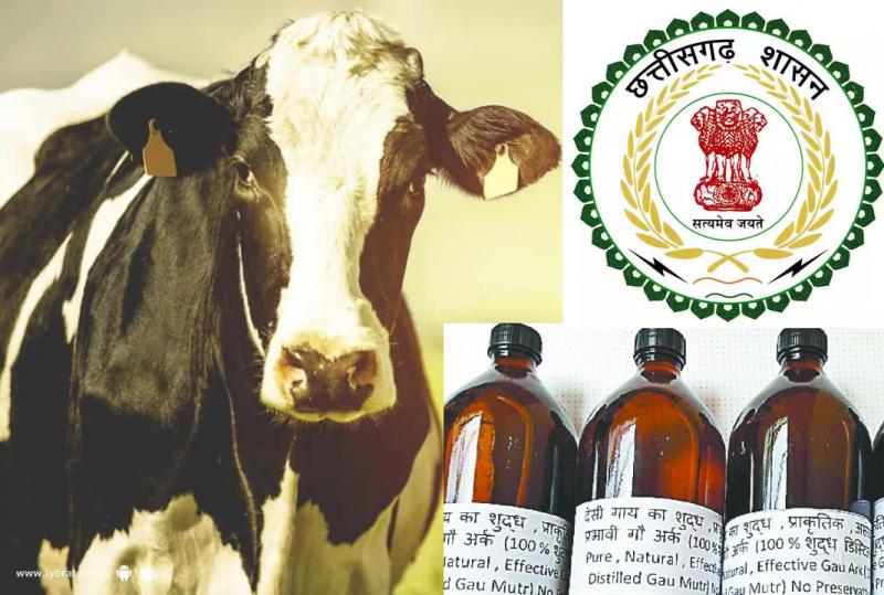 Hareli Tihar, Gauthan will start the purchase of cow urine, income of livestock farmers and promotion of organic farming, Jeevamrut, pest control products, Chhattisgarh, Chief Minister Bhupesh Baghel, Khabargali