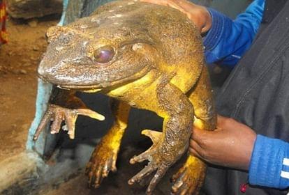 Goliath Frog, African Country Frog, Cameroon, Equatorial Guinea, Frogs found in Africa are as big as cats, khabargali