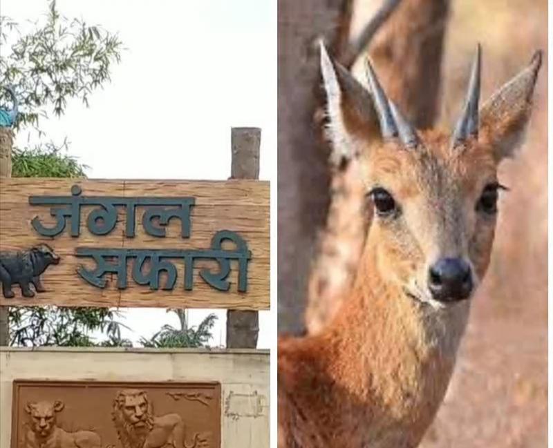 Raipur Jungle Safari Death of 17 Chausingha, Chief Forest Conservator Wildlife, M Mercy Bela, Chhattisgarh, Khabargali