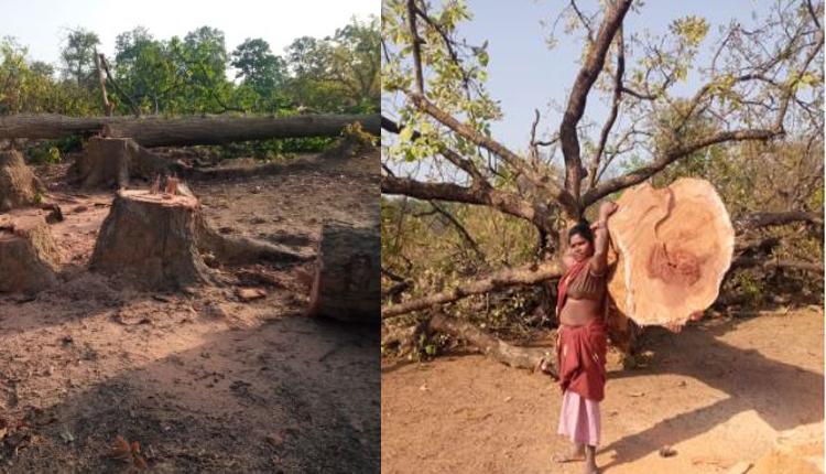 New revelation on Hasdev, the permission process of forest land for coal block had started during Bhupesh tenure itself, Forest Department had sent a letter to Rajasthan Government, Chhattisgarh, Khabargali