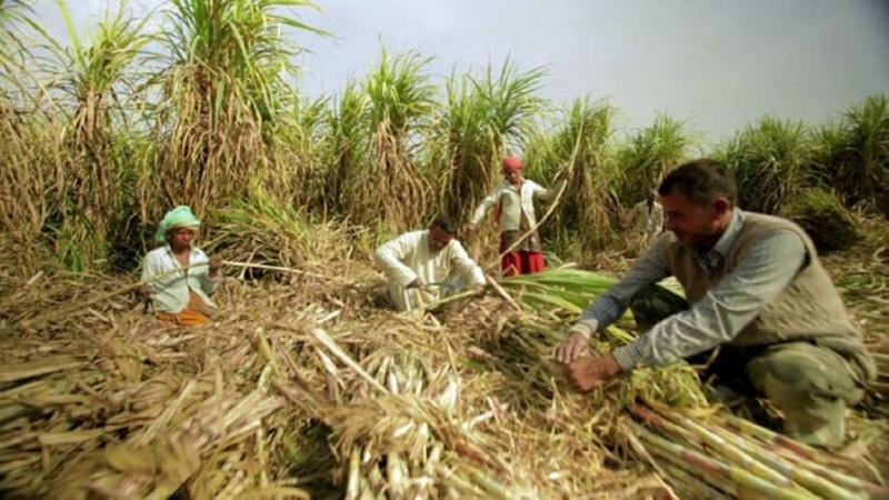 There was huge damage to crops along with fruits and vegetables due to rain and hailstorm, Meteorological Department alerted about rain in Chhattisgarh, affected farmers will get compensation under RBC 6-4, CM Sai, team of agriculture and revenue department officials. Will do survey, Financial grant assistance will be provided for loss of life, house damage, animal loss and crop loss due to natural disaster, Chhattisgarh, Khabargali.