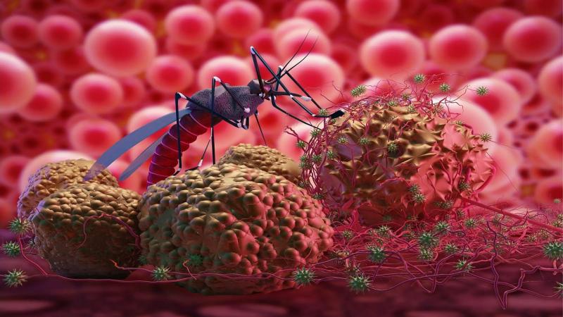 Malaria red alert with arrival of monsoon, 2 thousand cases... Latest news Hindi news cg big news khabargali 
