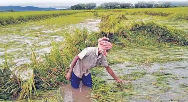 Big news for the farmers of Chhattisgarh, they will be able to get crop insurance till 16th August...  hindi news chhattisgarh news khabargali 