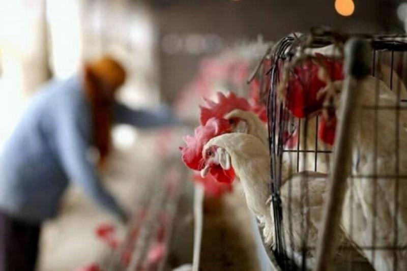 Chicken-mutton shops will remain closed for two days, action will be taken if the order is violated...  cg news hindinews cg bignews latestnews khabargali 