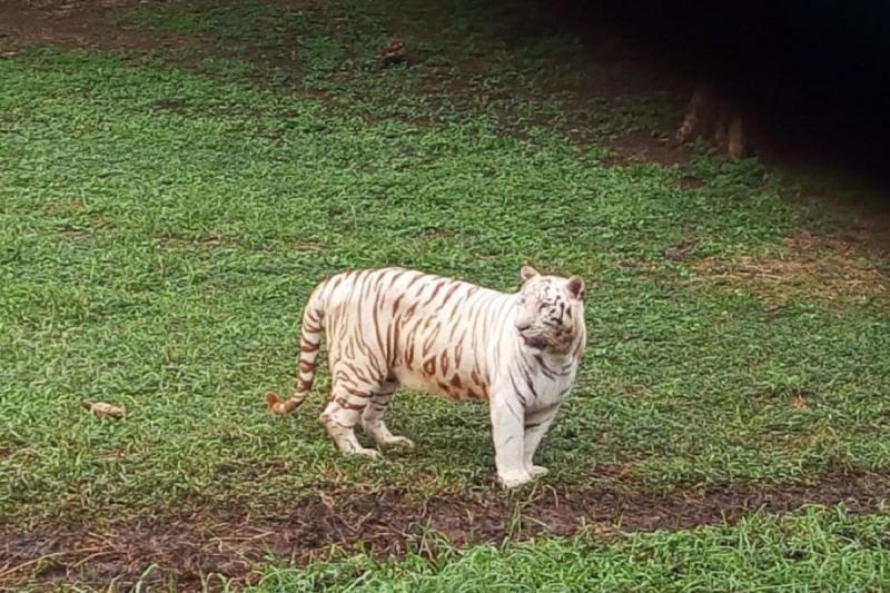 Singham is giving revenue of Rs 20 lakh to Bhilai, 5 thousand tourists are arriving every day... cgnews latest news hindinews khabargali 