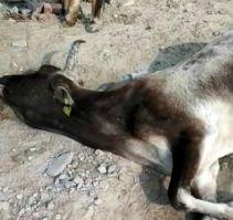 Speeding trailer crushes cattle herd, 8 cows die cg news raipur news cg big news latest news khabargali 