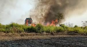 A massive fire broke out in the sugarcane field, more than 40 acres of crop burnt to ashes. kawardha news cg big news hindi news khabargali