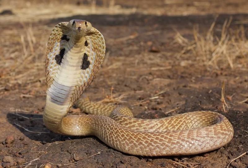 Two brothers were bitten by a snake, one died on the way and the other in the hospital. cg news hindi news cg big news latest news khabargali