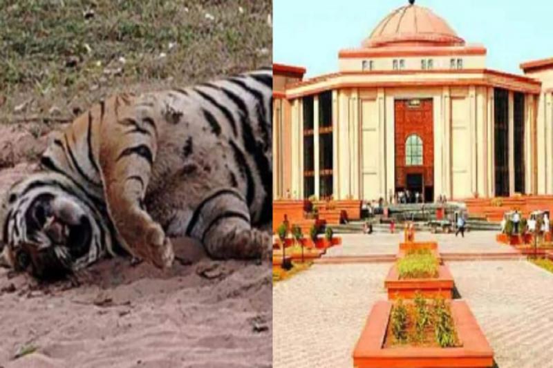 बाघ की मौत पर हाईकोर्ट ने जताई नाराजगी, 10 दिन में जवाब देने के दिए निर्देश खबरगली High Court expressed displeasure over the death of the tiger, gave instructions to reply within 10 days cg news hindi news cg latest news khabargali