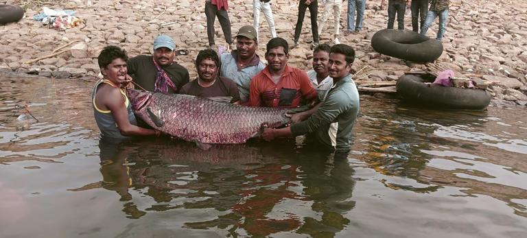 जलाशय में मिली 65 किलो की मछली, देखने लगी लोगों की भीड़ खबरगली 65 kg fish found in the reservoir, crowd of people started watching cg news hindi news cg big news latest news khabargali