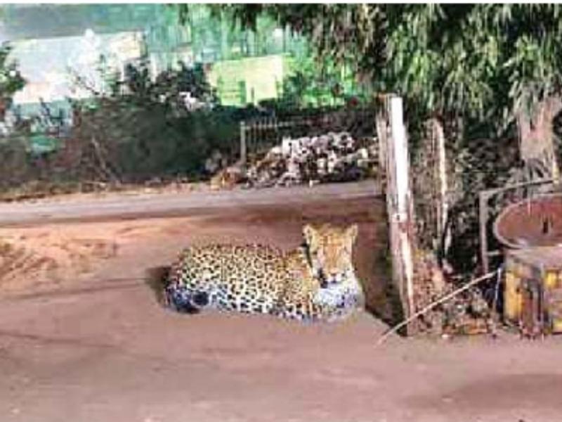 भिलाई स्टील प्लांट में घूम रहा तेंदुआ, पकड़ने के लिए लगाया पिंजरा खबरगली Leopard roaming in Bhilai Steel Plant, cage installed to catch it  cg news cg big news cg hindi news cg big news khabargali 