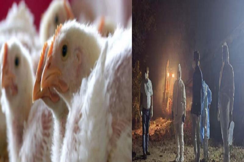 सरकारी पोल्ट्री फार्म में फैला बर्ड फ्लू, मचा हड़कंप, 17 हजार अंडों को किया गया नष्ट खबरगली Bird flu spread in government poultry farm, created panic, 17 thousand eggs were destroyed cg news cg big news cg latest news hindi news cg crime news khabargali