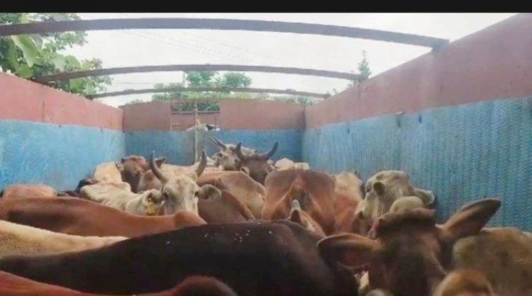गौवंश तस्करी पर पुलिस की बड़ी कार्रवाई,  32 मवेशियों से भरे ट्रक को पकड़ा खबरगली Police took a big action against cow smuggling, seized a truck loaded with 32 cattle durg news  cg news cg big news latest news cg raipur news khabargali 