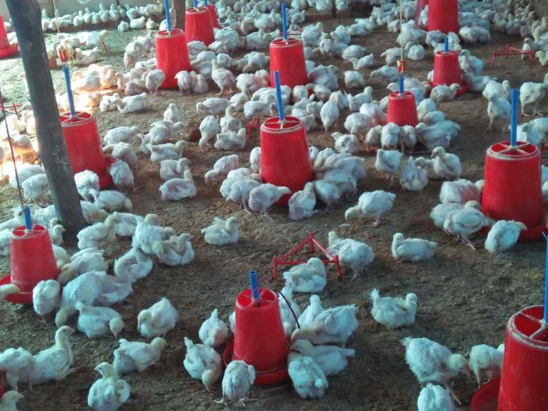 Chicken sale will not be allowed for three months, collector has imposed a ban
