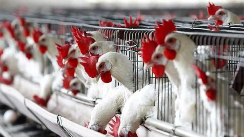 Two-day poultry conclave in Raipur, more than 3000 traders participated… latest News hindi News cg big news khabargali