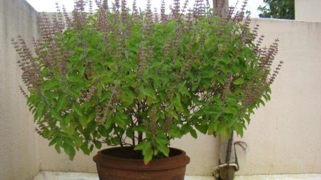 Chhattisgarh's sweet basil will sweeten chocolate, Durg's startup found a solution latest News hindi news khabargali 