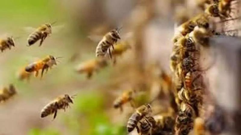 60 people were attacked by bees in the temple, causing panic Chhattisgarh news Hindi news latest news khabargli 